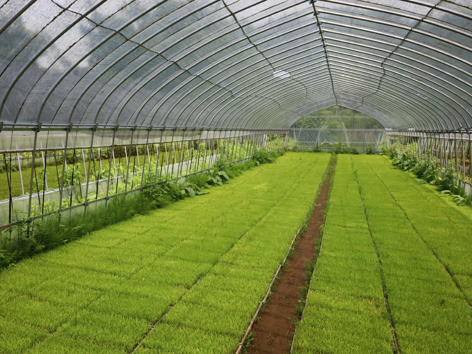 地域農業の圃場で作物が育つ風景と農作業の様子