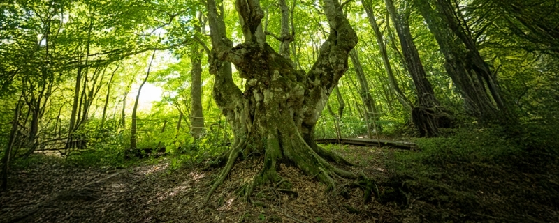 にかほ市のまちと人に根ざして働く「地域に根ざす文化」のフィールドの様子